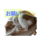 チビ＆モカ日常（個別スタンプ：16）