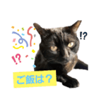 チビ＆モカ日常（個別スタンプ：17）