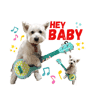 白犬ウエスティのスタンプです④（個別スタンプ：1）