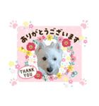 白犬ウエスティのスタンプです④（個別スタンプ：2）