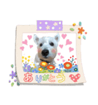 白犬ウエスティのスタンプです④（個別スタンプ：3）