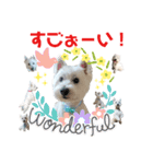 白犬ウエスティのスタンプです④（個別スタンプ：4）