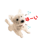 白犬ウエスティのスタンプです④（個別スタンプ：6）