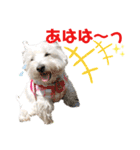 白犬ウエスティのスタンプです④（個別スタンプ：9）