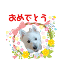 白犬ウエスティのスタンプです④（個別スタンプ：11）
