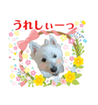白犬ウエスティのスタンプです④（個別スタンプ：12）