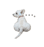 白犬ウエスティのスタンプです④（個別スタンプ：13）