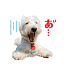 白犬ウエスティのスタンプです④（個別スタンプ：14）