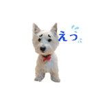 白犬ウエスティのスタンプです④（個別スタンプ：15）