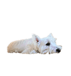 白犬ウエスティのスタンプです④（個別スタンプ：16）