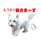 白犬ウエスティのスタンプです④（個別スタンプ：19）