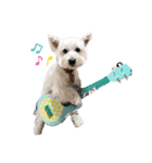 白犬ウエスティのスタンプです④（個別スタンプ：21）