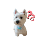 白犬ウエスティのスタンプです④（個別スタンプ：22）