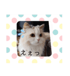 ココとはなちゃん（個別スタンプ：3）