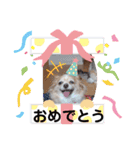 ココとはなちゃん（個別スタンプ：12）
