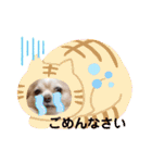 ココとはなちゃん（個別スタンプ：16）