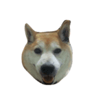 柴犬クマのスタンプ（個別スタンプ：1）