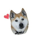 柴犬クマのスタンプ（個別スタンプ：3）