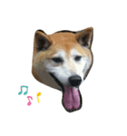 柴犬クマのスタンプ（個別スタンプ：4）