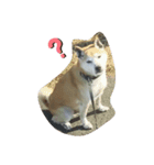 柴犬クマのスタンプ（個別スタンプ：5）