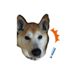 柴犬クマのスタンプ（個別スタンプ：6）