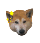 柴犬クマのスタンプ（個別スタンプ：7）