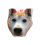 柴犬クマのスタンプ（個別スタンプ：8）