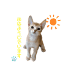 麦です。（個別スタンプ：1）