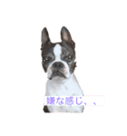 毎日とにあずだよ（個別スタンプ：4）