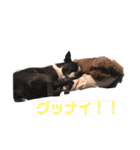 毎日とにあずだよ（個別スタンプ：18）