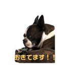 毎日とにあずだよ（個別スタンプ：19）