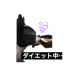 毎日とにあずだよ（個別スタンプ：36）