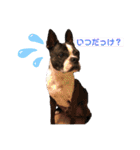 毎日とにあずだよ（個別スタンプ：37）