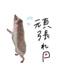 トミーちゃん☽︎‪︎.*·̩͙‬（個別スタンプ：4）