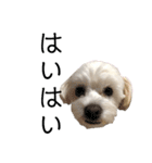 てん犬スタンプ（個別スタンプ：1）