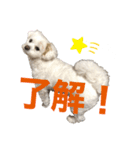 てん犬スタンプ（個別スタンプ：2）