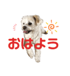 てん犬スタンプ（個別スタンプ：3）
