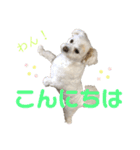 てん犬スタンプ（個別スタンプ：4）