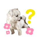 てん犬スタンプ（個別スタンプ：7）