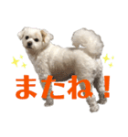てん犬スタンプ（個別スタンプ：9）