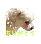 てん犬スタンプ（個別スタンプ：10）