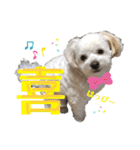 てん犬スタンプ（個別スタンプ：12）