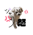 てん犬スタンプ（個別スタンプ：13）