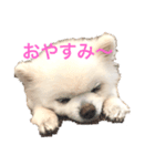 白ポメのラナちゃん（個別スタンプ：1）