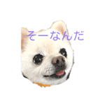 白ポメのラナちゃん（個別スタンプ：4）