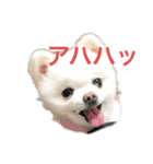 白ポメのラナちゃん（個別スタンプ：6）