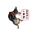 いろんな山下こたろうと愉快な仲間達（個別スタンプ：3）
