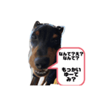 いろんな山下こたろうと愉快な仲間達（個別スタンプ：5）