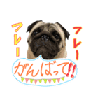 パグの諷太郎⭐︎第3段（個別スタンプ：1）