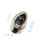 パグの諷太郎⭐︎第3段（個別スタンプ：4）